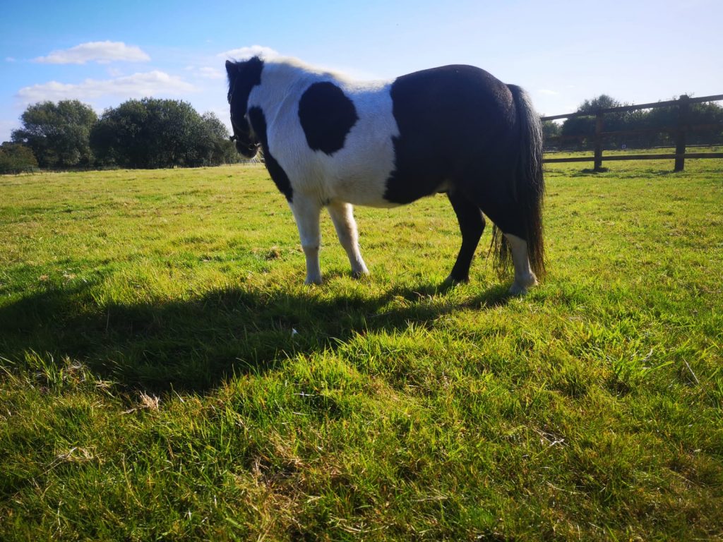 fat horse in field
