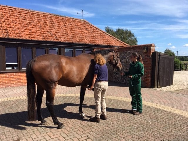 horse at equine clinic